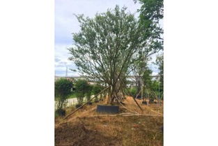 滁州精品朴树价格、苗木假植方法及注意事项详解