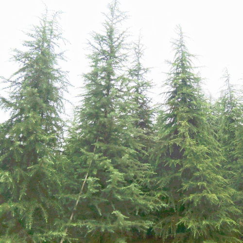 天昱生态苗木 江苏精品雪松价格大全与图片展示