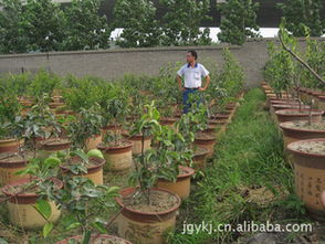 盆栽果树树苗 观赏与种植的完美结合