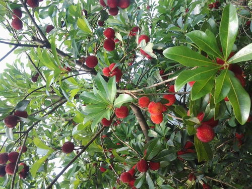 昆明市呈贡区欣荣苗圃产品展示 苗木