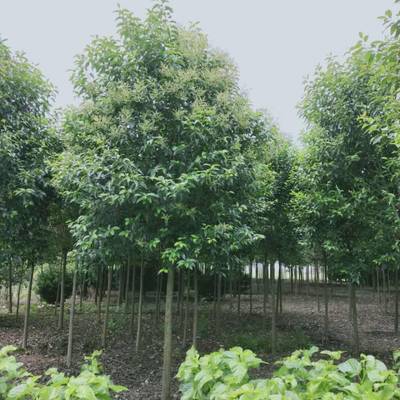 沛县大叶女贞种植基地 优质14公分大叶女贞苗木选购指南