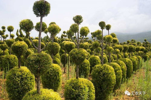 园林苗木生产的三大主流与多个特色化 你必须了解的行业格局