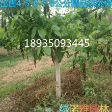 朝阳产业中的绿色明珠 果树绿化苗木的发展与应用