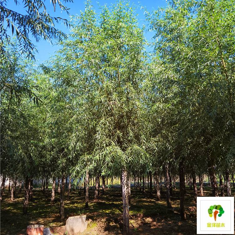 河北旱柳基地 博野县金泽苗圃场的生态守护者