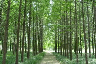 河南苗木产业概览 主要基地与特色苗木盘点