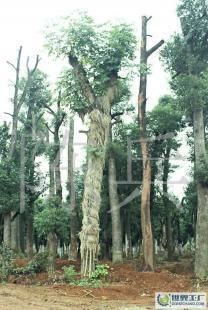 湖南苗木产业中的璀璨明珠——香樟树的移栽技术与25公分香樟市场前景