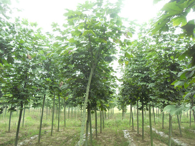 罗山花卉苗木园 苗木产业的绿色明珠与生态引擎