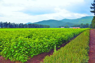 奋力走出全面振兴新路 森工产业奏响“创新与开放”主旋律，苗木经济焕发新生机