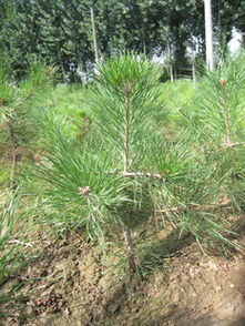 特价优质营养钵樟子松苗供应，陇县鼎盛苗木为绿化工程提供坚实保障