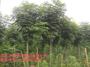 黄河园林的绿色使命 探索日照绿化苗木的生态与产业价值