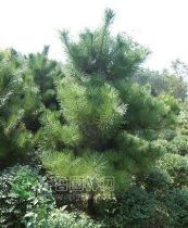 绿化苗木产品 苗木图片信息106详解与应用指南