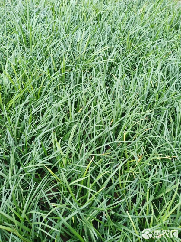 麦冬与麦冬草 园林绿化中的常青苗木选择