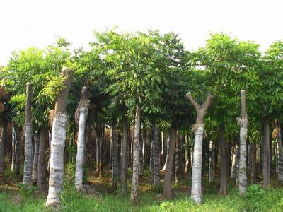 合肥栾树苗木 品质卓越，市场口碑载道