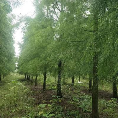 池杉基地报价及苗木产品图片全览