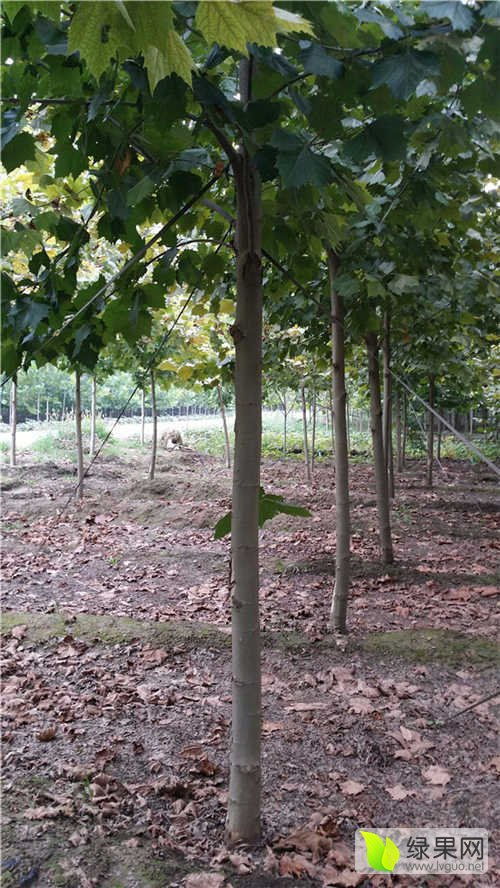 2020年绿化苗木价格行情走势分析与展望