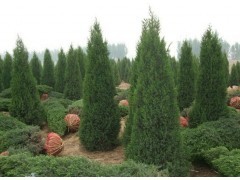 北京地区常见绿化乔灌木苗木供应信息指南