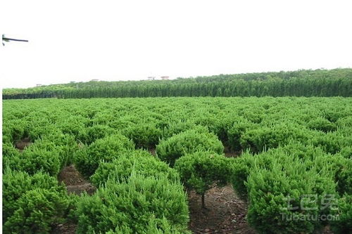河北苗木基地精选推荐 一站式苗木采购指南