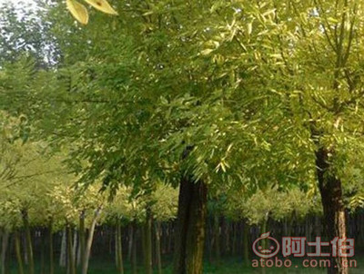 金叶槐 园林绿化新宠，热卖促销中