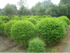 成都小叶女贞价格与批发市场全解析