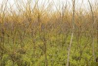 苗木基地常年供应国槐、法桐、栾树、樱花等优质园林绿化苗木