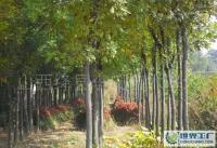 园林绿化新选择 5-6公分国槐产地价探析与市场展望