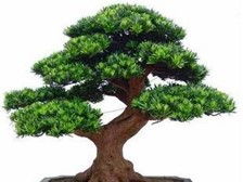 第3页 产品展示 浏阳市轩达苗木种植专业合作社的苗木风采