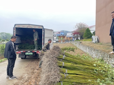 春意盎然苗木旺 奉新县苗木市场迎来销售热潮