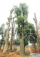 益阳市香樟苗木供应 专业移栽服务与绿化解决方案