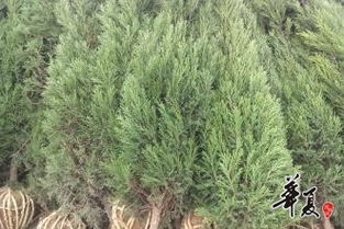 精品苗木推荐 打造优美园林与生态家园的首选