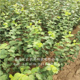 杭州建德大红袍李子树苗诚信商家 苗木选购指南