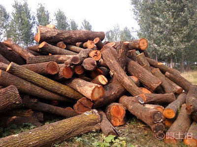 菏泽杏木板材厂家与郓城县富川苗木种植专业合作社的产品介绍