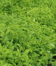 绿化苗木产品与190种苗木图片信息介绍