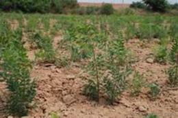 文冠果苗木供应与价格指南