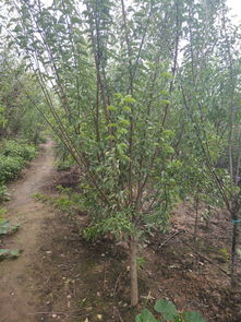 供应高质量绿梅苗木，打造完美园林景观